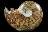 Polished, Agatized Ammonite (Cleoniceras) - Madagascar #97285-1